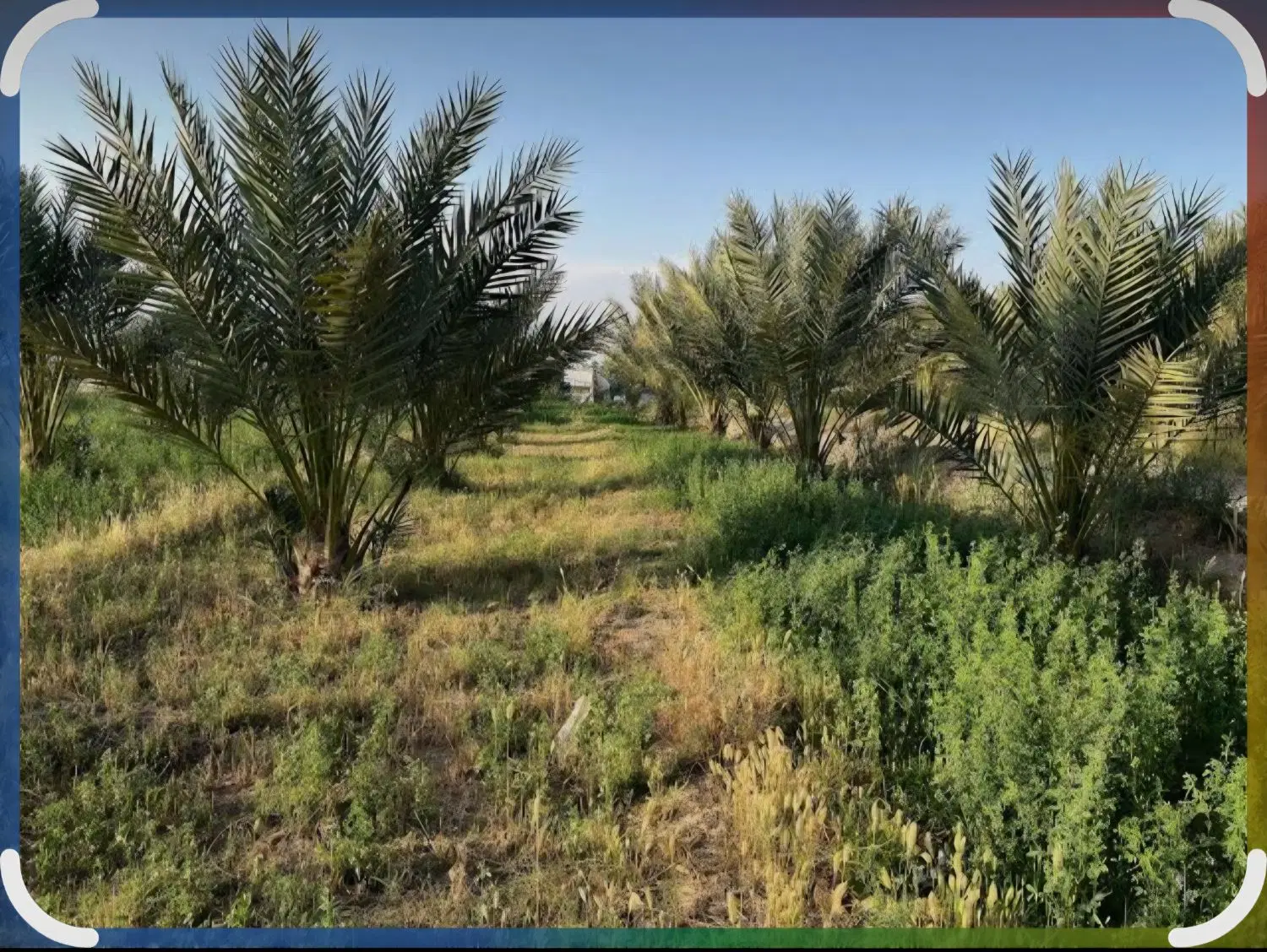 فروش زمین نخلستان مناسب باغ ویلا