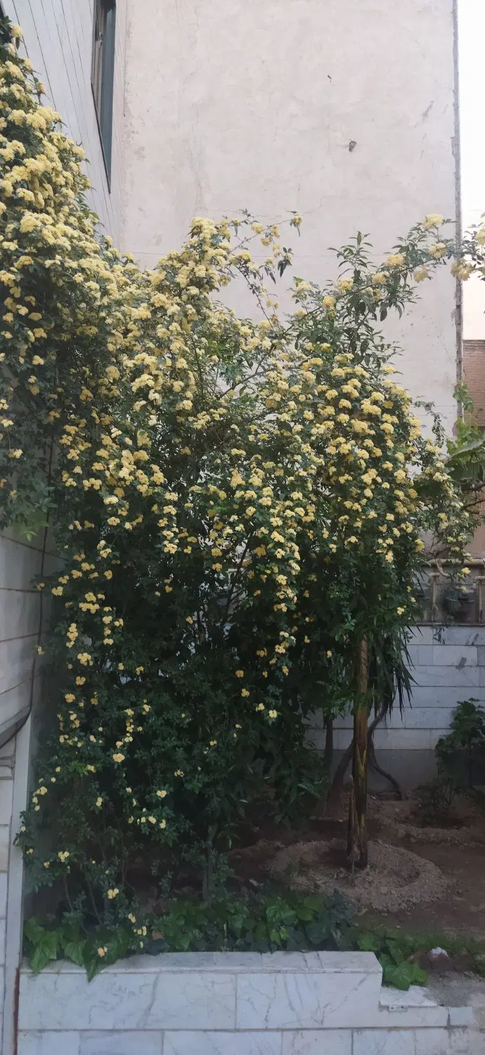 واحد 56متری