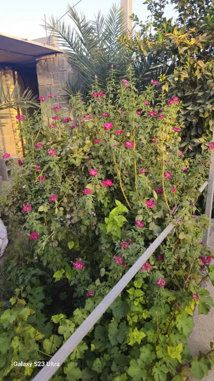 فروش استثنایی باغچه ۵۰۰ متری