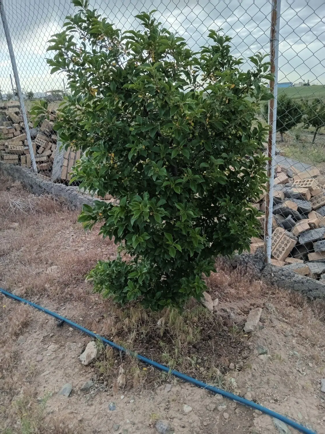 باغشهر شقایق