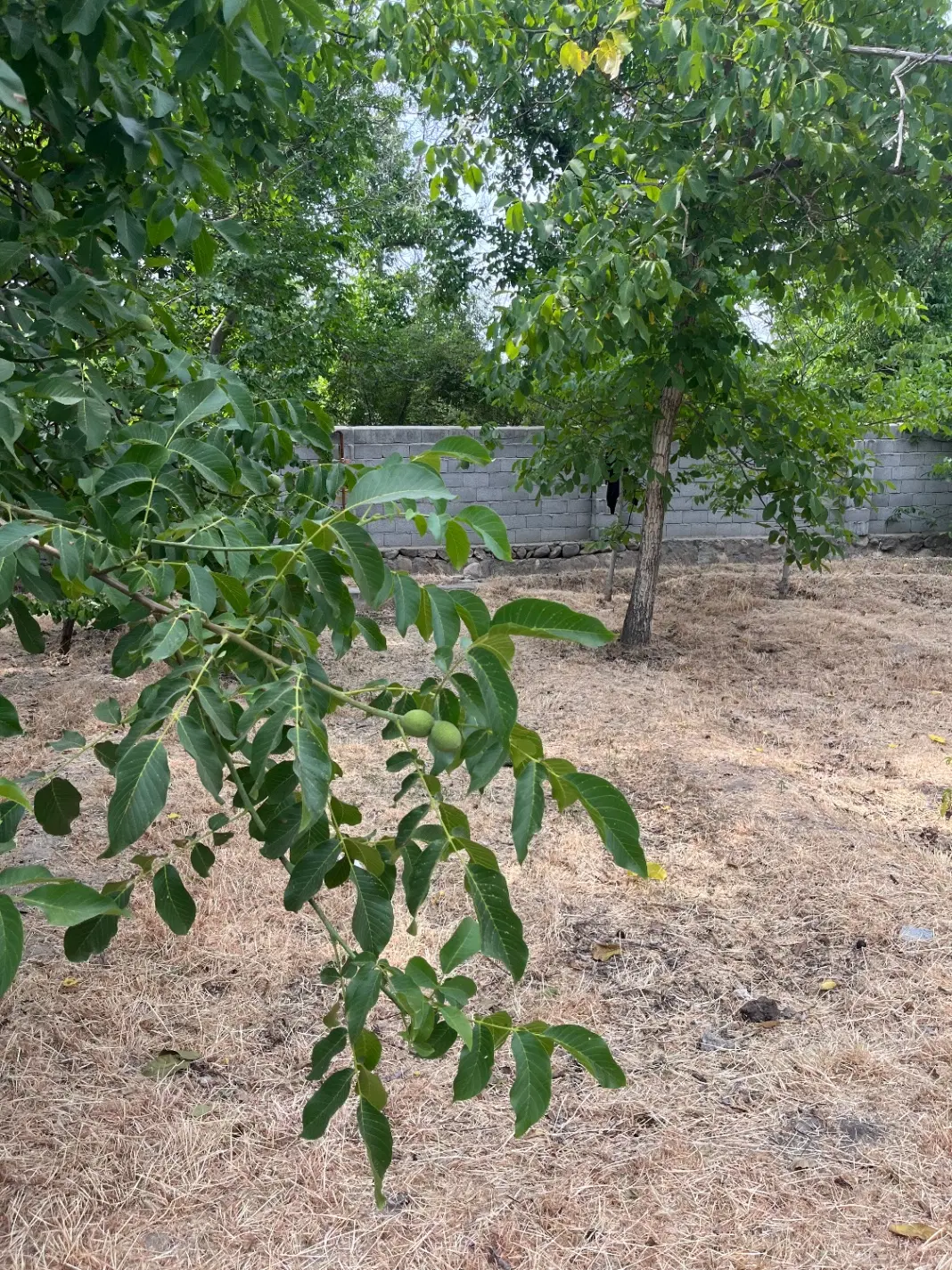باغ در اسکو