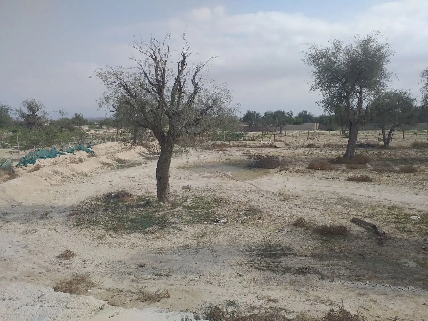 زمین باغی توریان