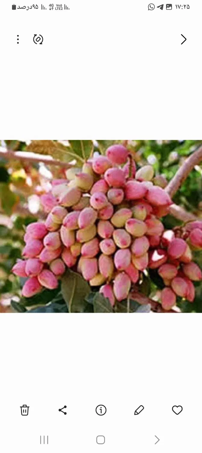 یک جریب باغ پسته وانار ۴۰ساله بارده