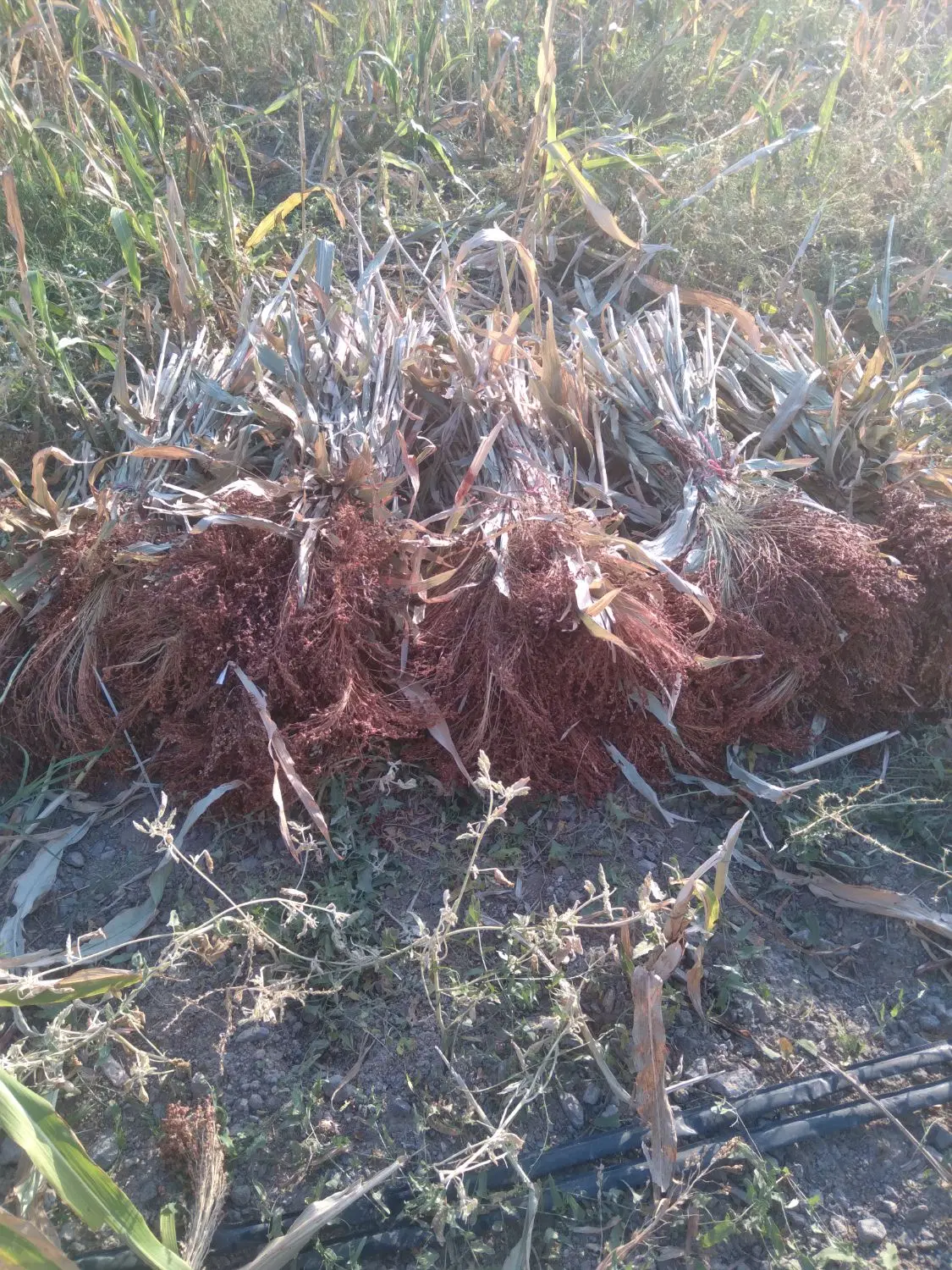 جاروی کشاورزی میانه