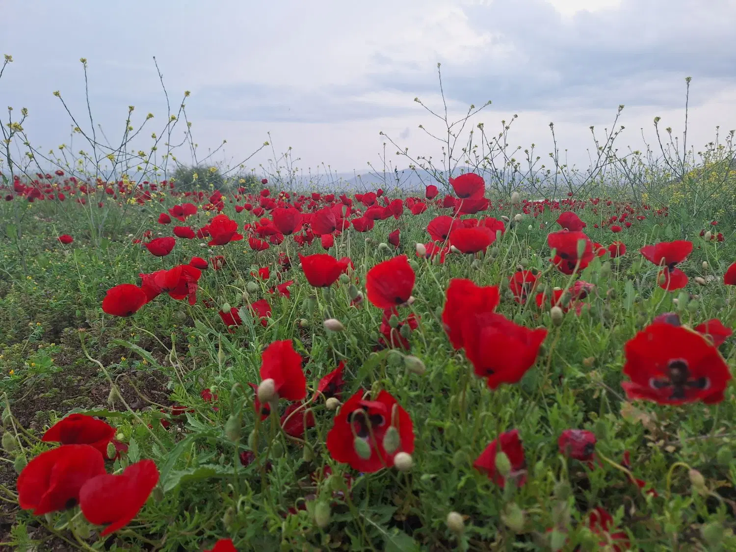 فروش زمین زیر قیمت کارشناسی