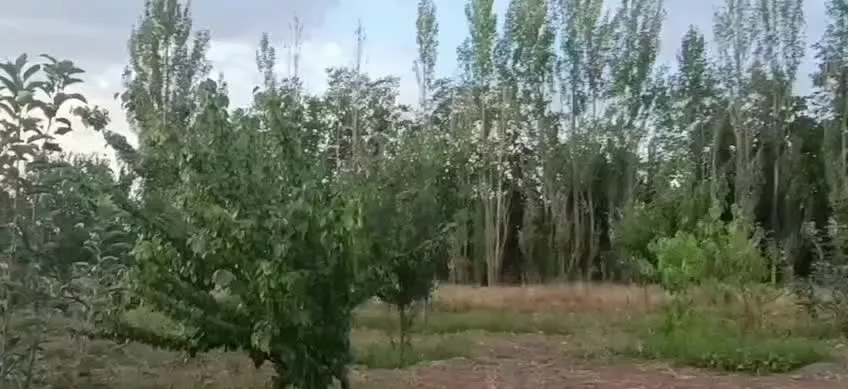 باغ ساریماسقلی