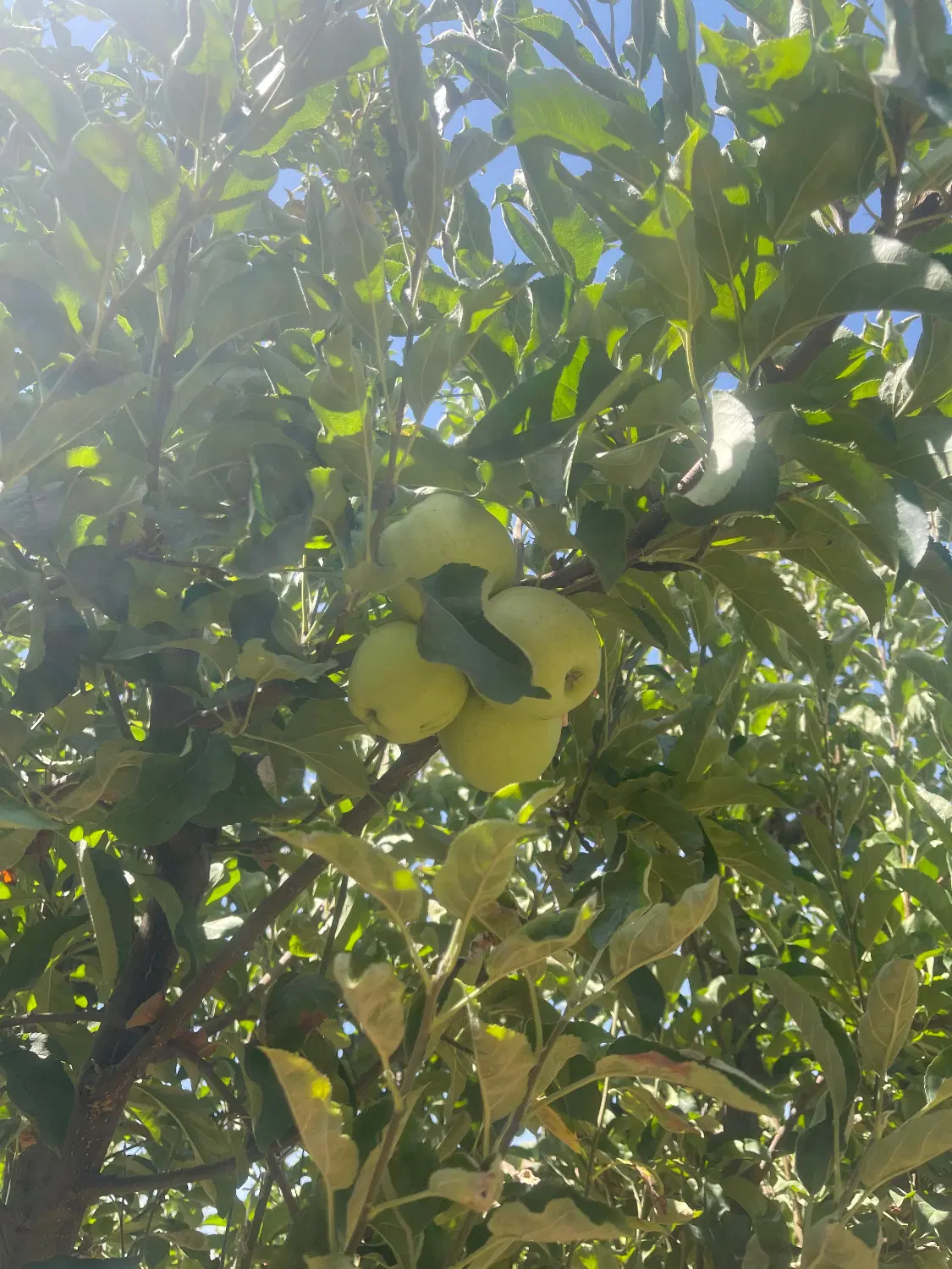 معاوضه باغ با خودرو