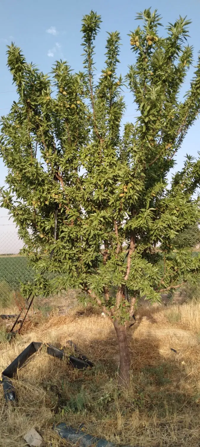 فروش ۱.۵ هکتار باغ و ۴.۵ زمین کشاورزی