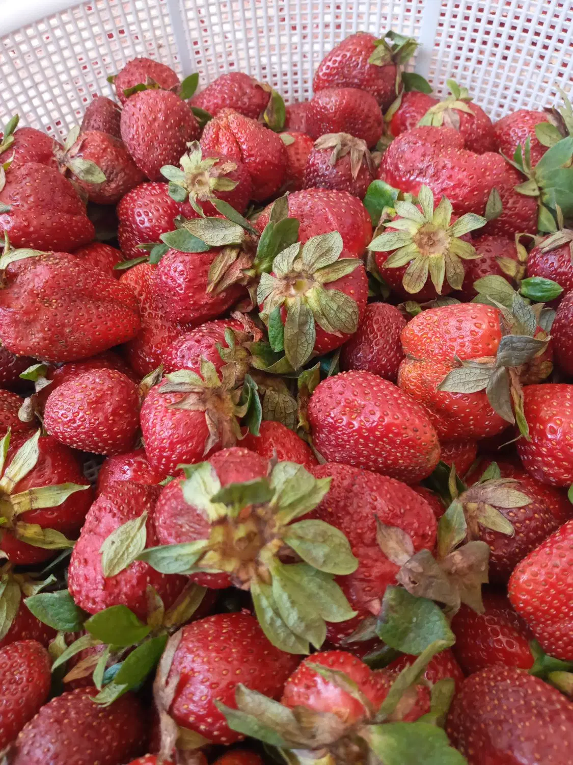 اجاره زمین کشاورزی مازیاران