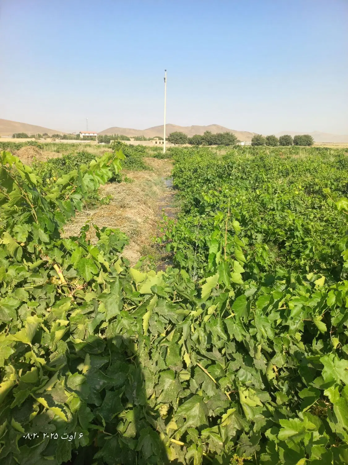 باغ