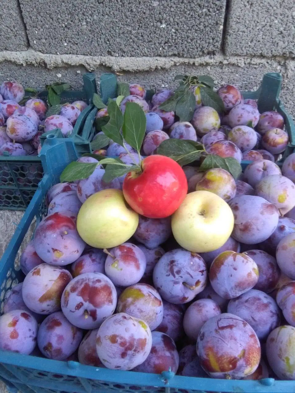 باغچه ویلا هشتگرد قاسم آباد بزرگ روستای حاجی بیگ