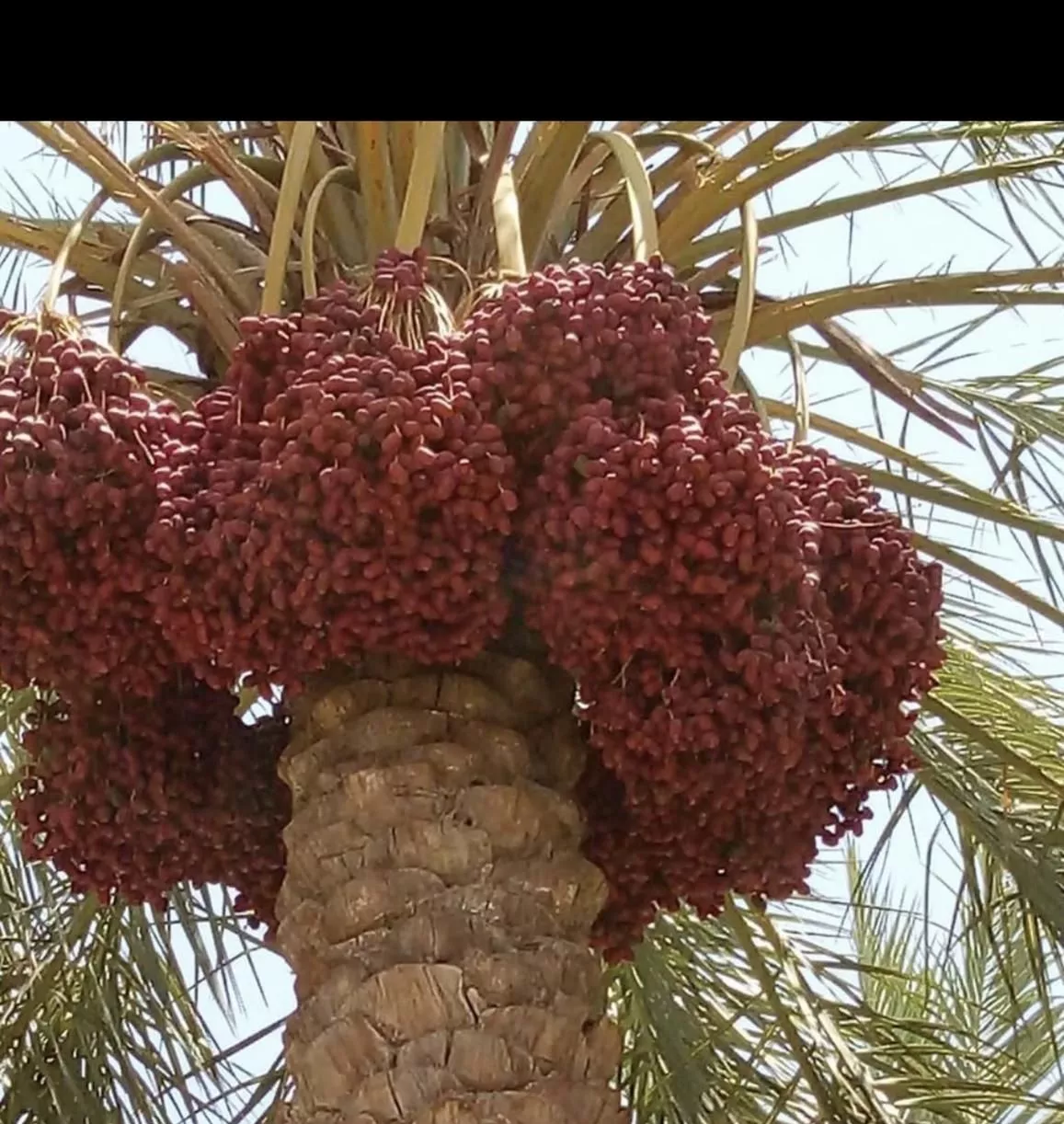 م ل ک ن خ لستان