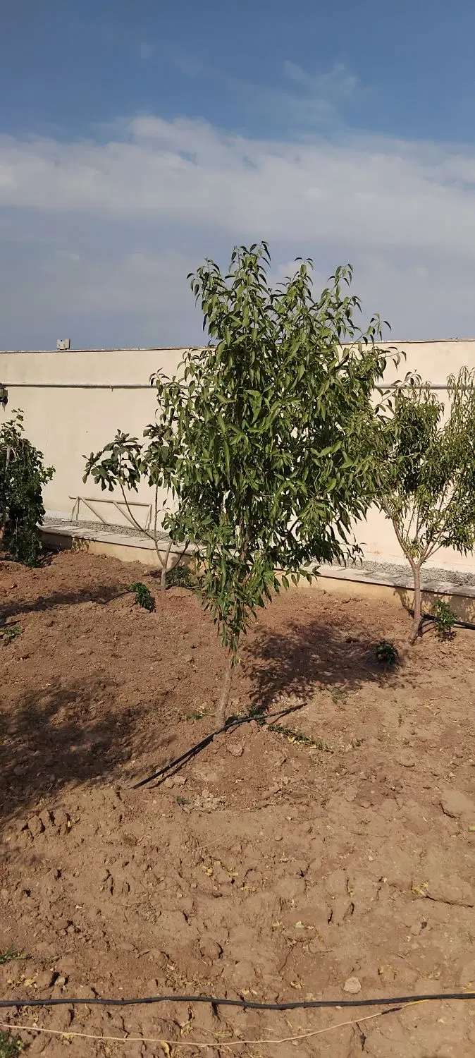 باغ ویلا ۹۰۰ متری