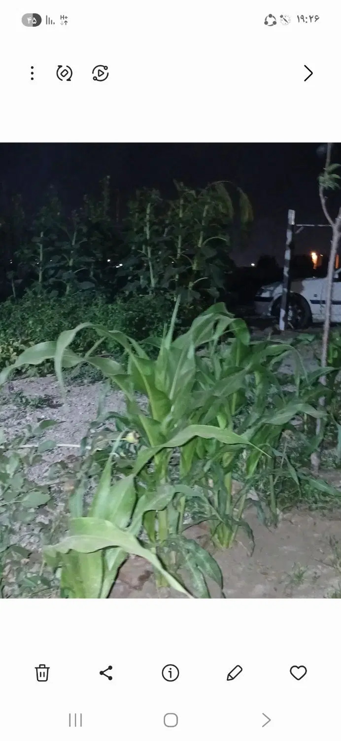 زمین و باغ