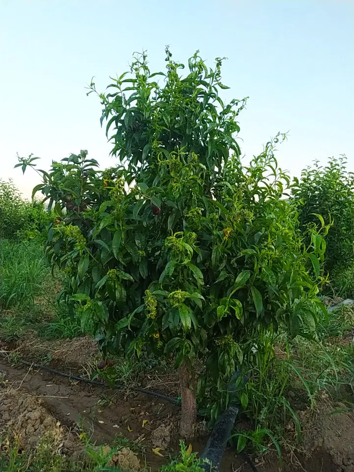 باغچه در سه راهی باراندوز