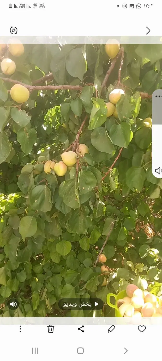 باغ انار گوجه سبز وسر درختی
