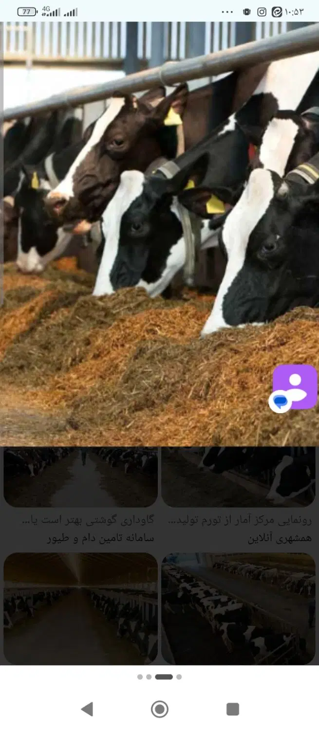 گاوداری تکمیل در مجتمع گاوداری تقی آباد زرند