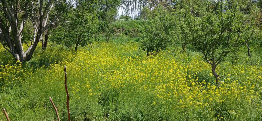 باغ در اهر