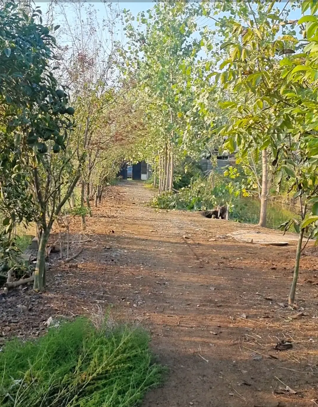 زمین مسکونی