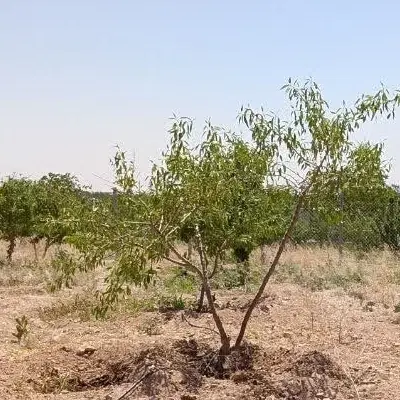 باغ بادام