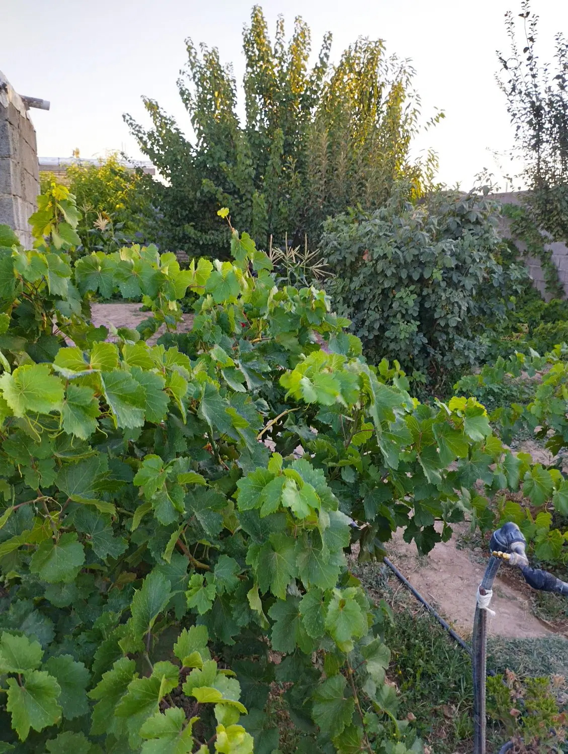 خانه باغ