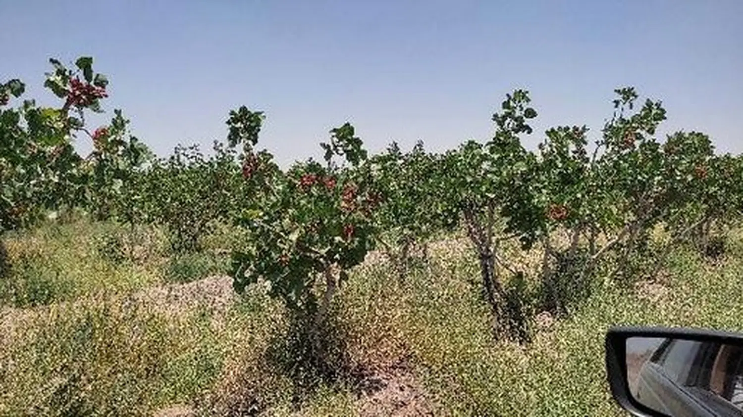 باغ پسته و زمین ویلایی بردسیر - آب، برق،گاز و تلفن