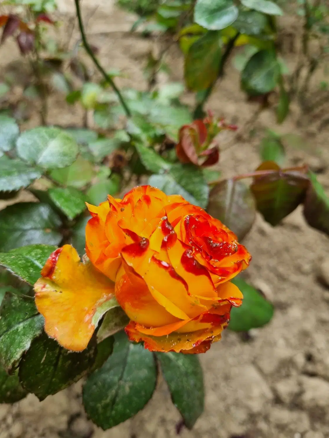 باغچه سرسبز برای استراحت