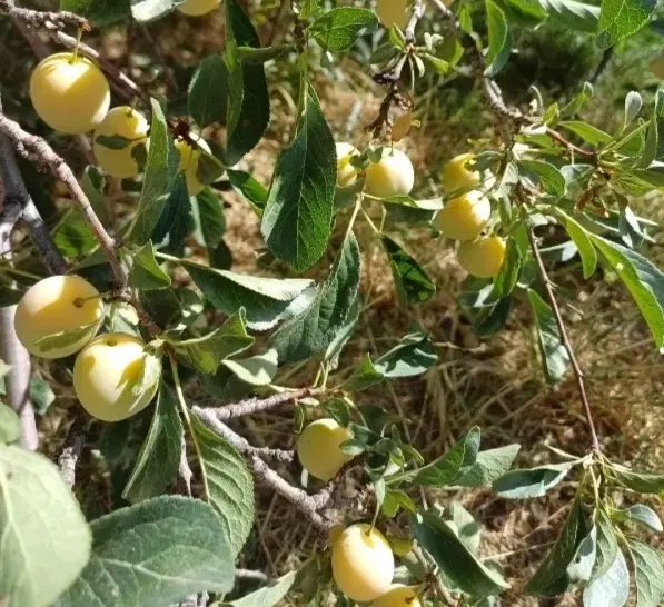 اجاره آلو بخارا در بوجان