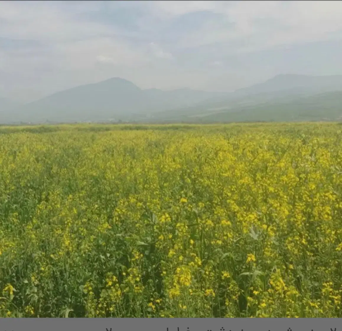 زمین کشاورزی