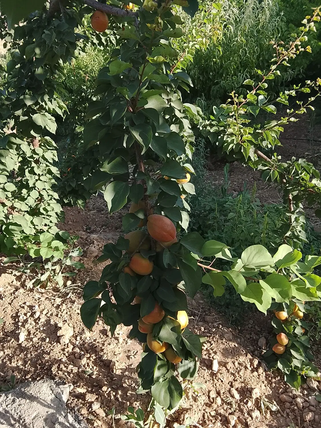 طرح عمان