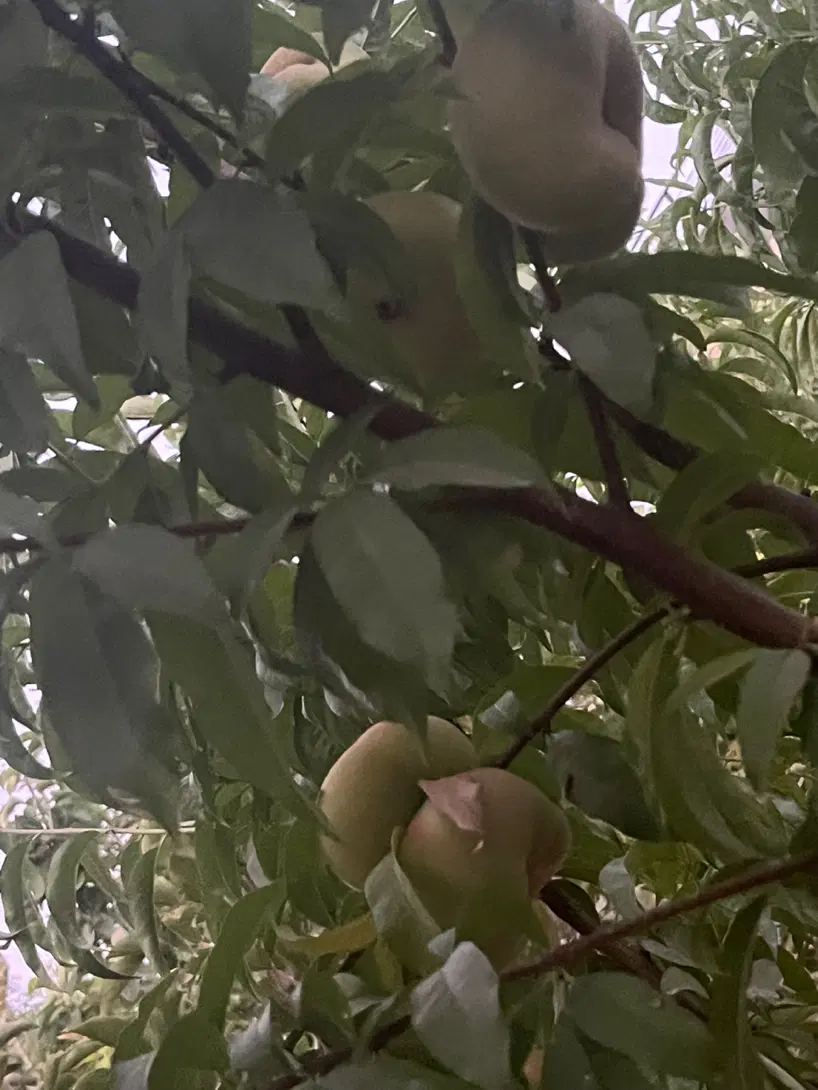 باغ ویلایی شمیم