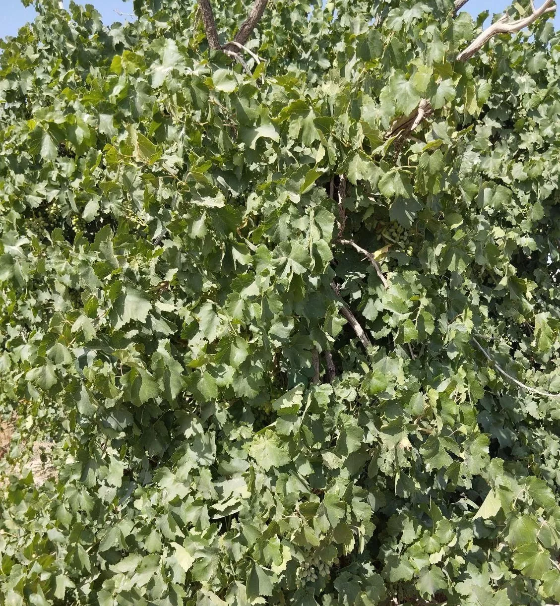 زمین کشاورزی ۲۰ جیریب دارا ی ۸ ساعت آب فروش فوری