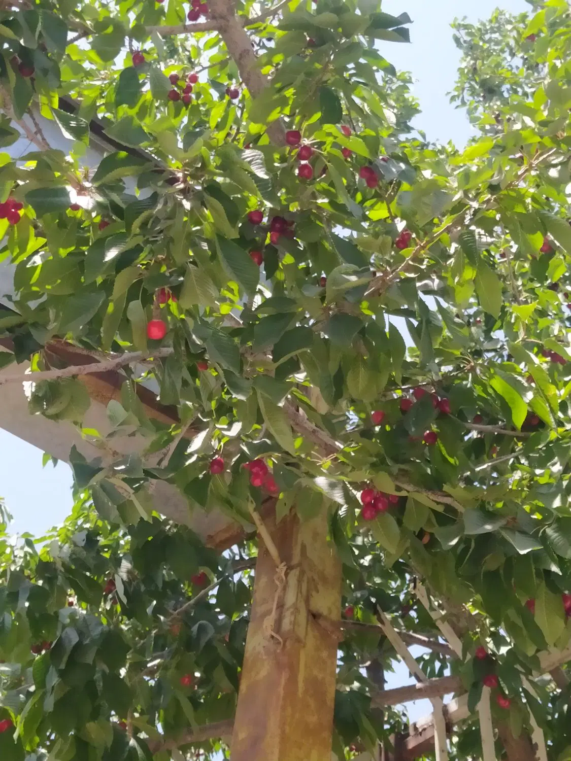 اجاره خانه ویلایی 108 متر حیاط دار30 متری شورا