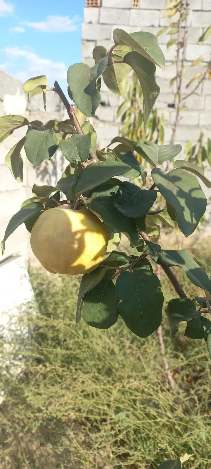 باغ ویلایی در امند