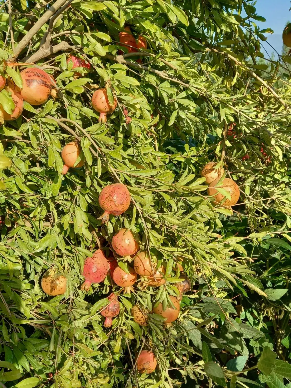 زمین خانه سری ۲۰۰ متری نوکنده