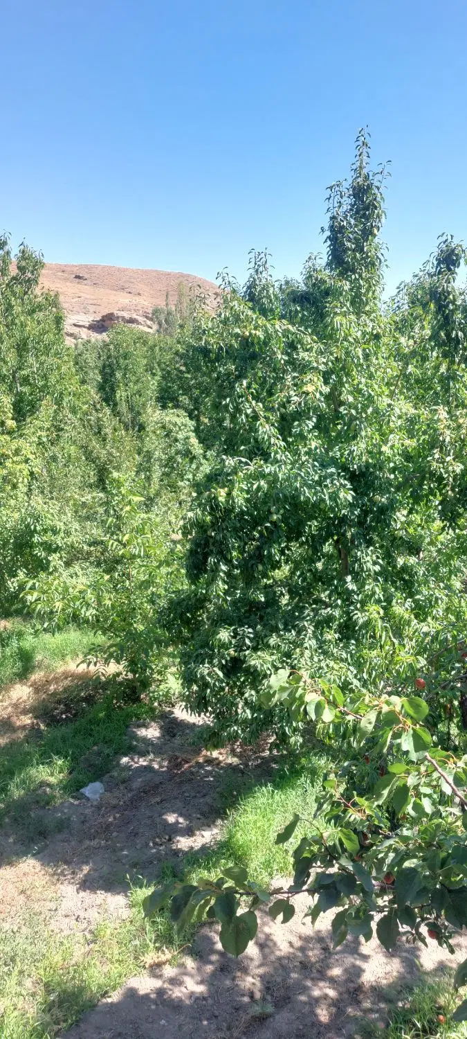 باغفروشی