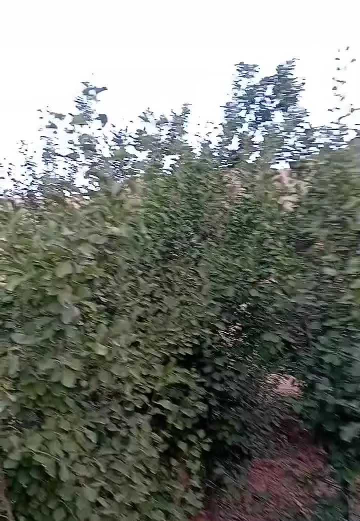 باغ ۶۸۰متری با حصار فنس دور