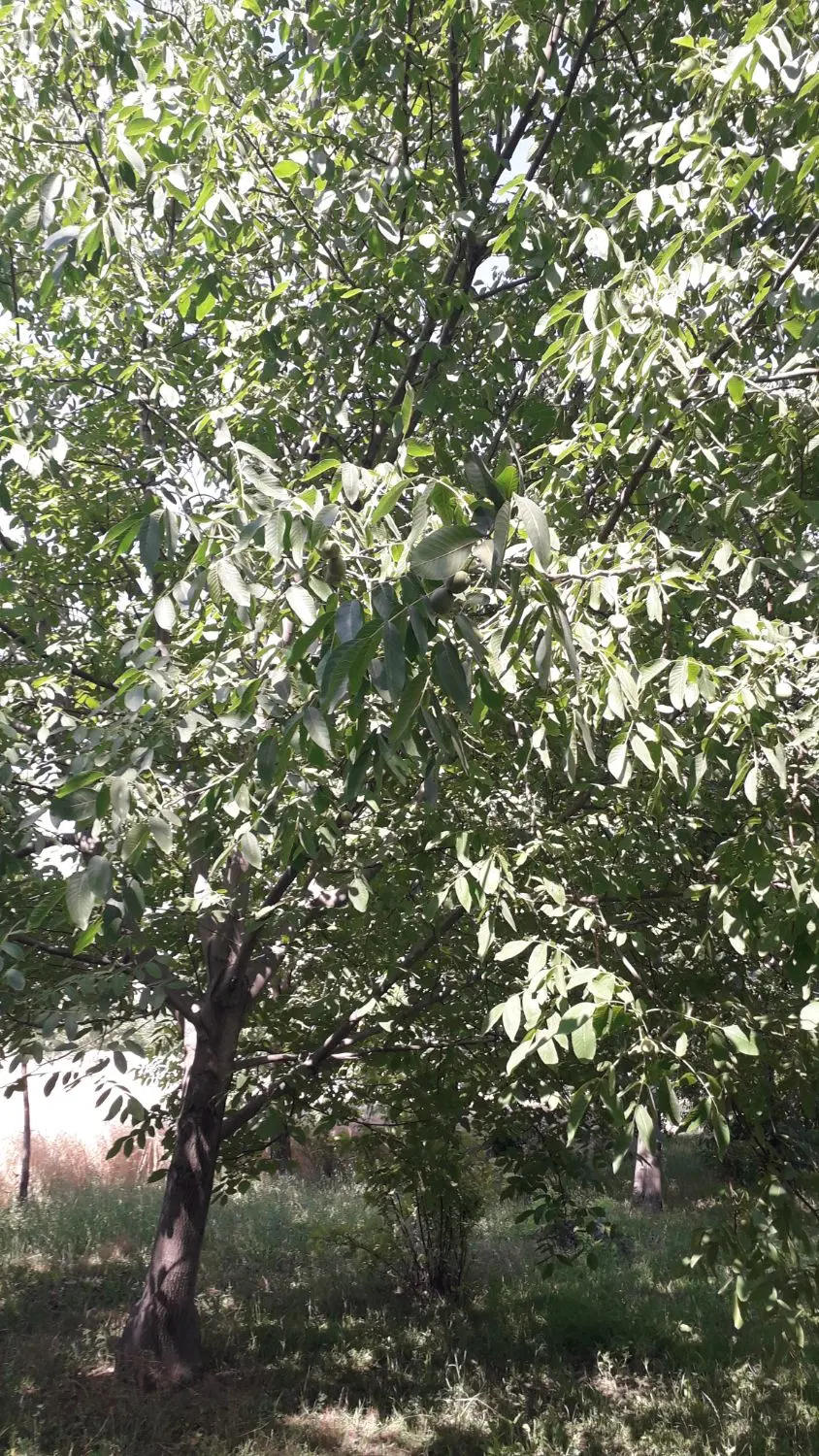 فروش باغ ۳۰۰۰ متر