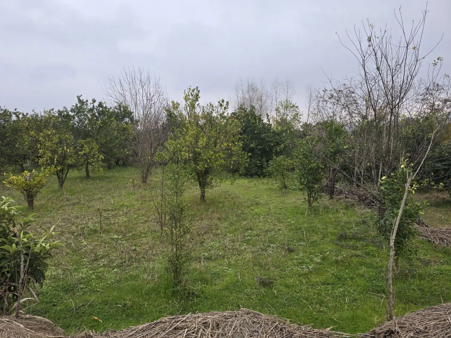 فروش زمین باغی