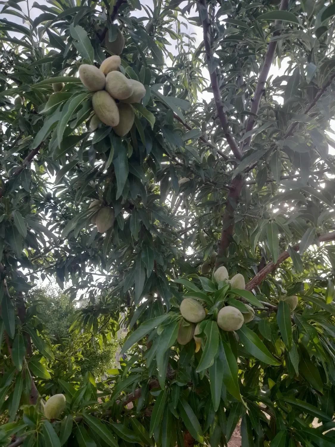 فروش باغ درحمیدآباد