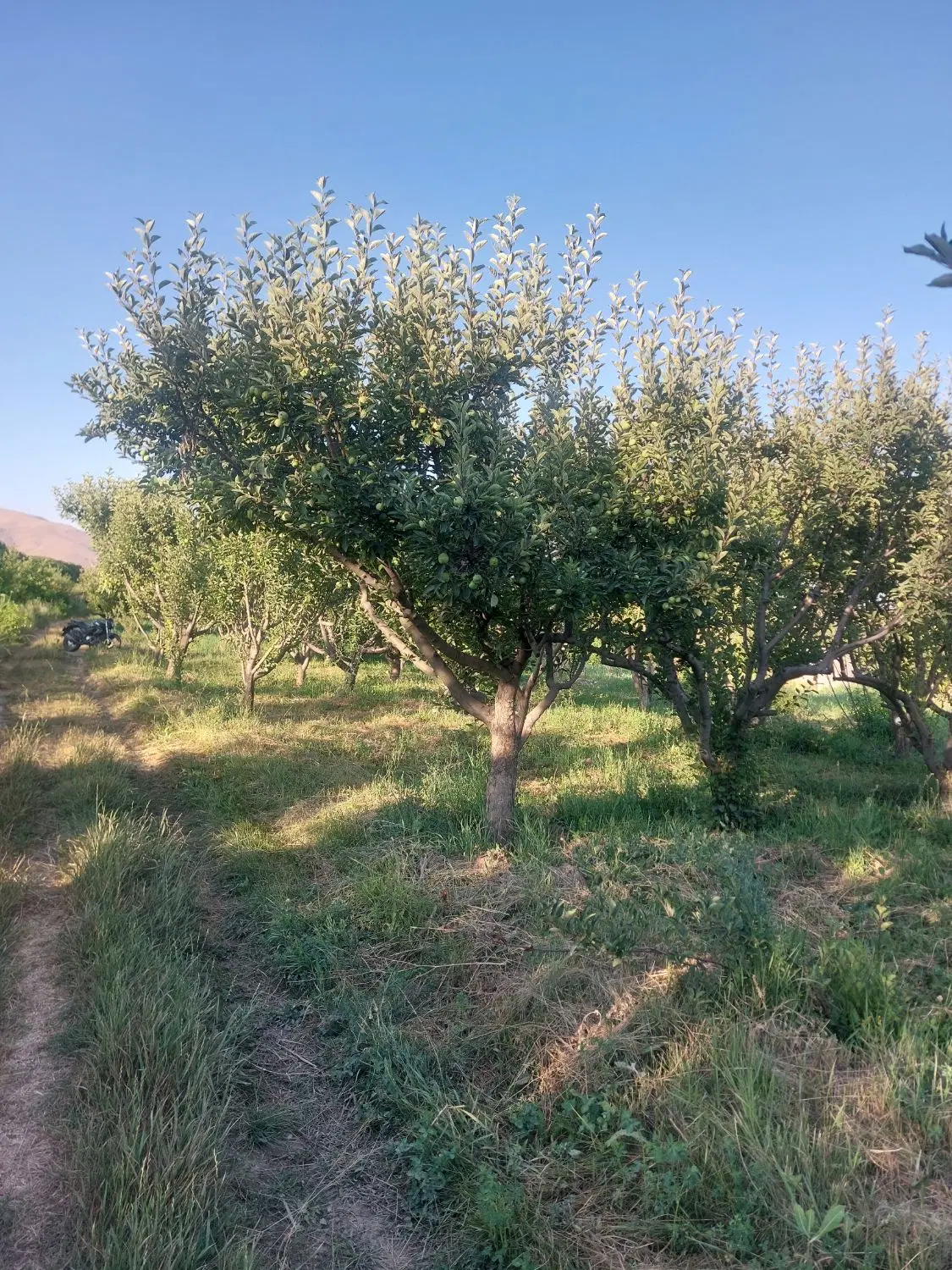 یک جریب باغ کوهانی
