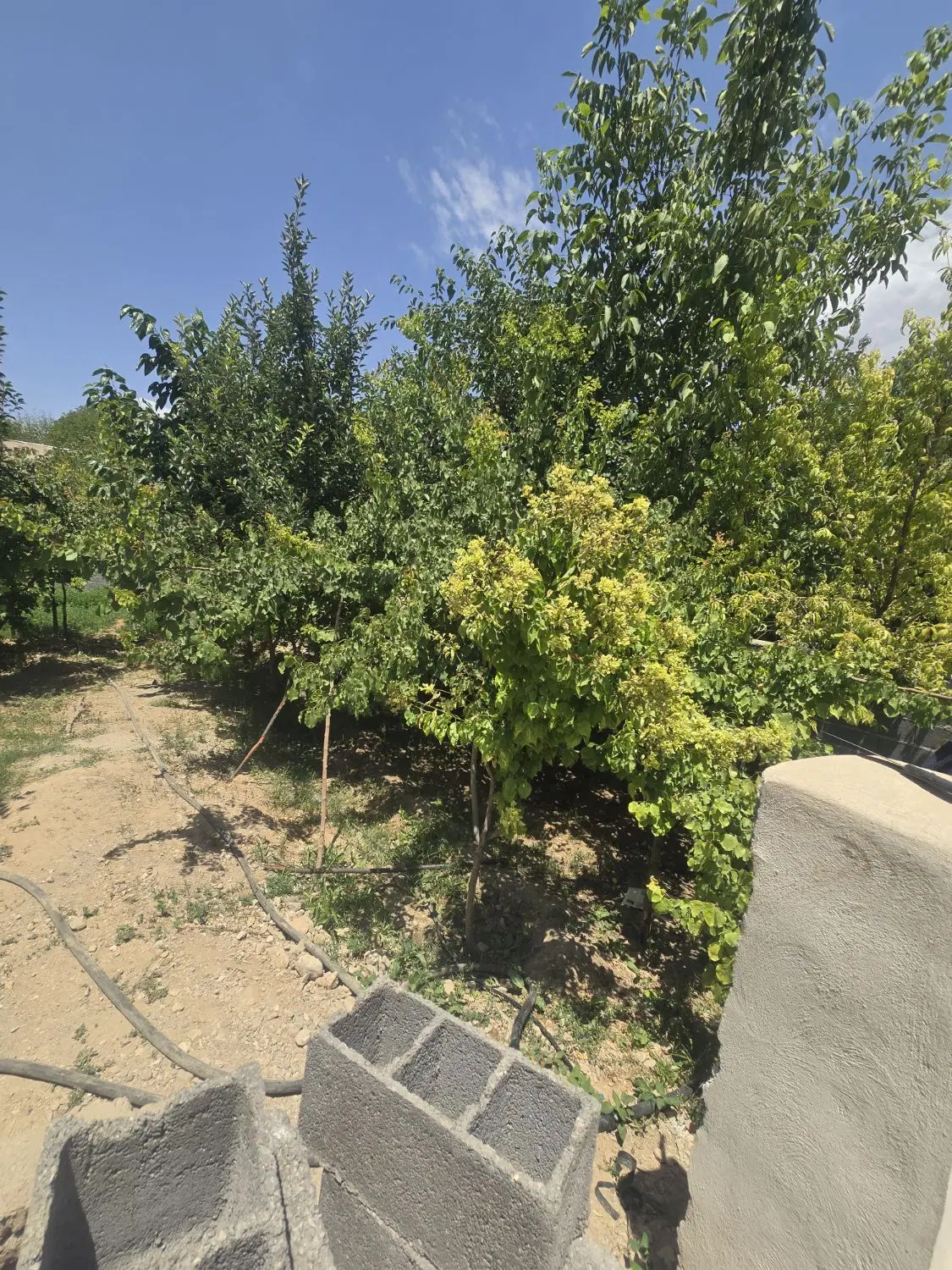اجاره خانه ۱۲۰ متر ۵۰۰ حیاط