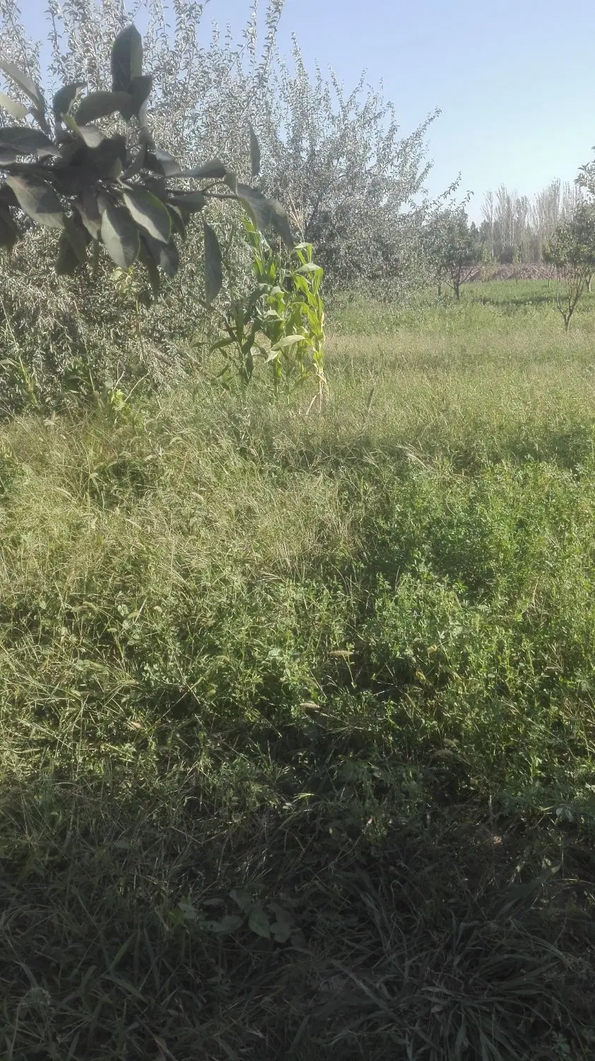 باغ در محدوده