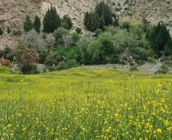 فروش گاوداری جاده کوره ها