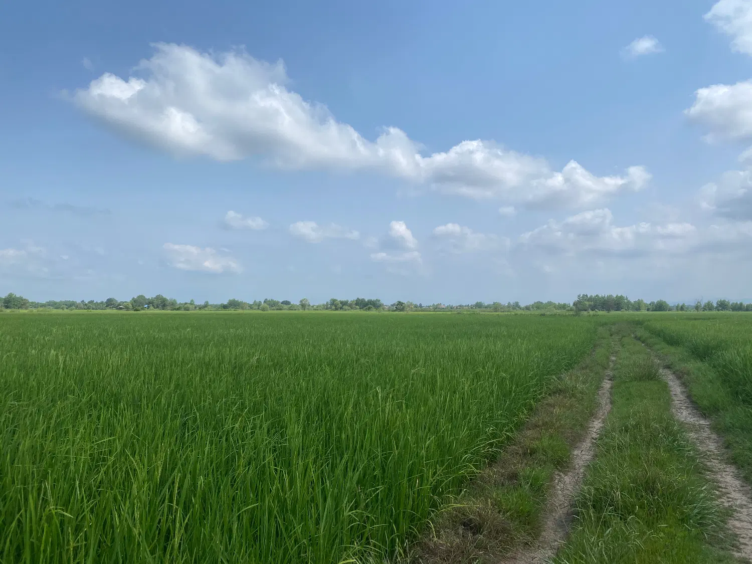 زمین کشاورزی