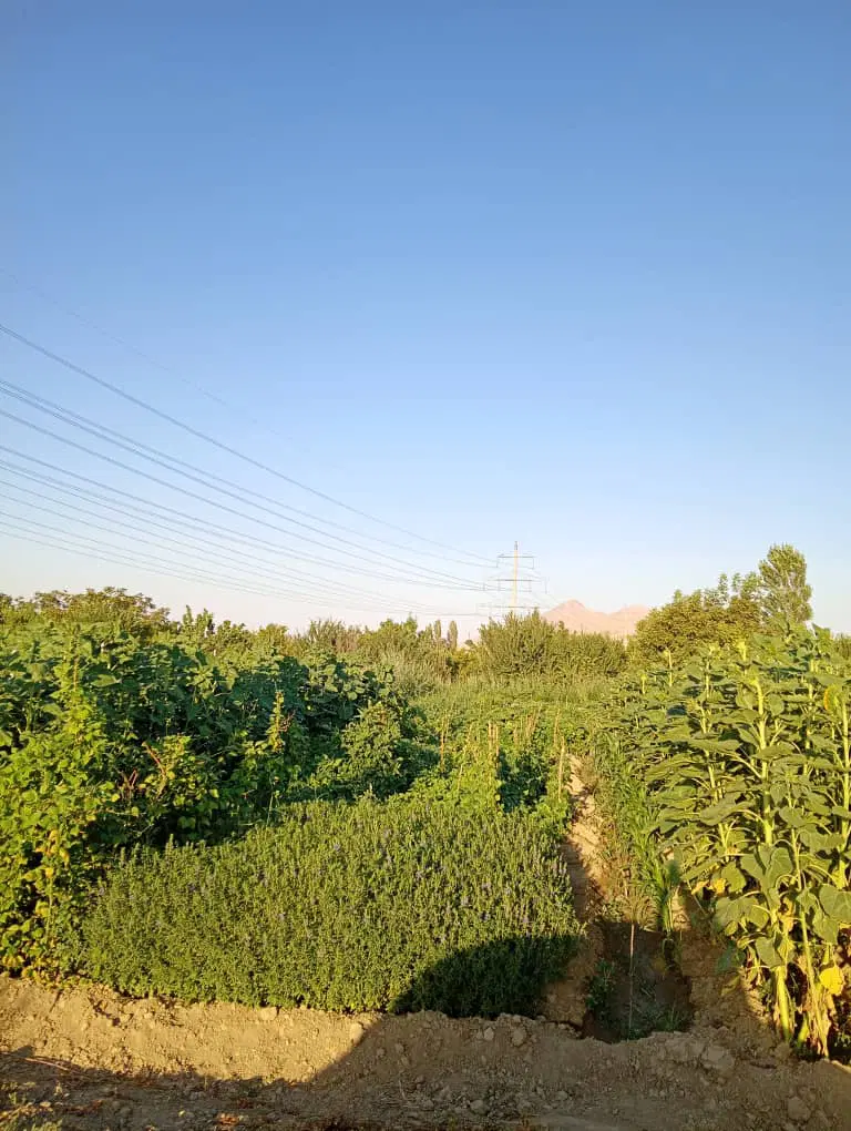 باغ الوان