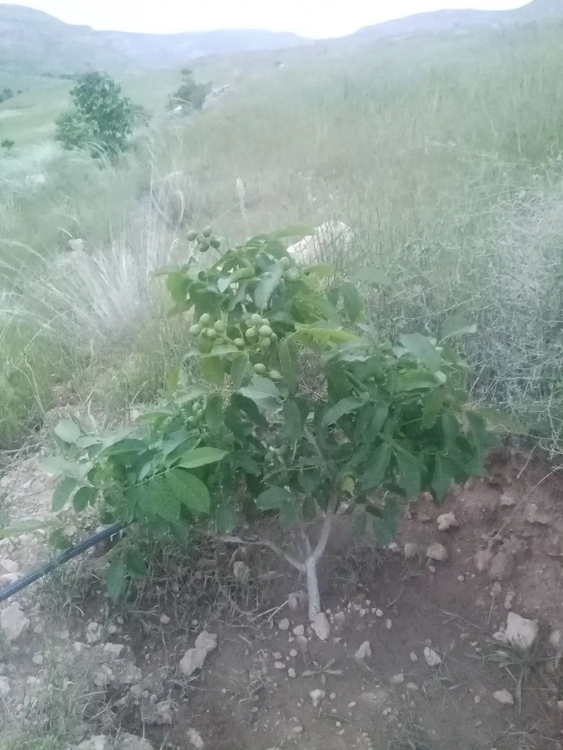 زمین خام خانه باغ گل بهی