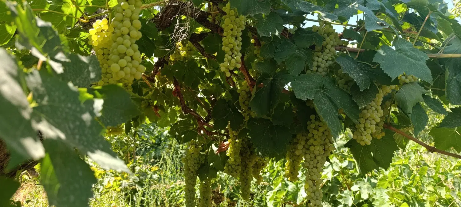 باغ در بیگیر