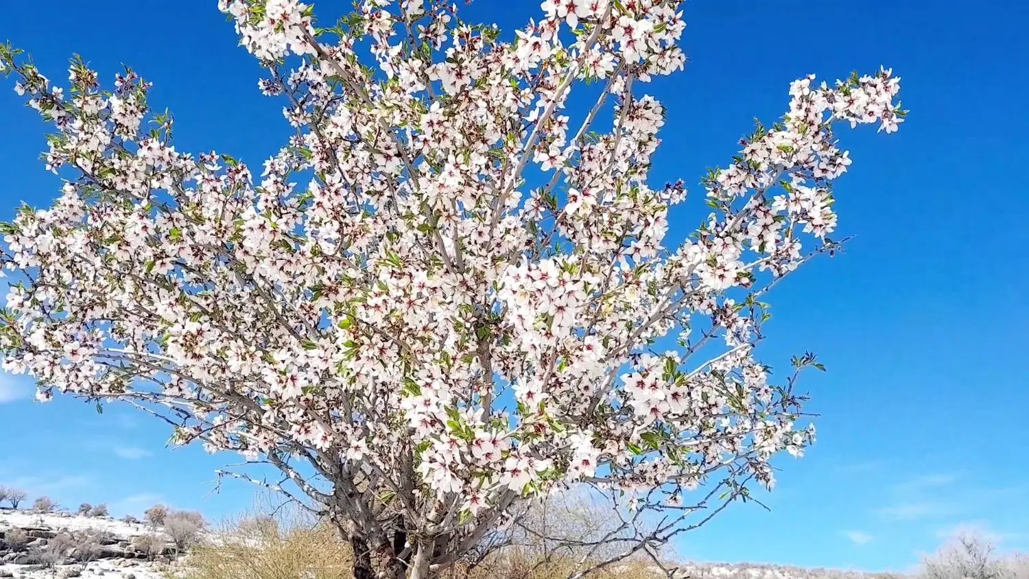 اجاره ماهانه و یا سالانه  زمین زراعی