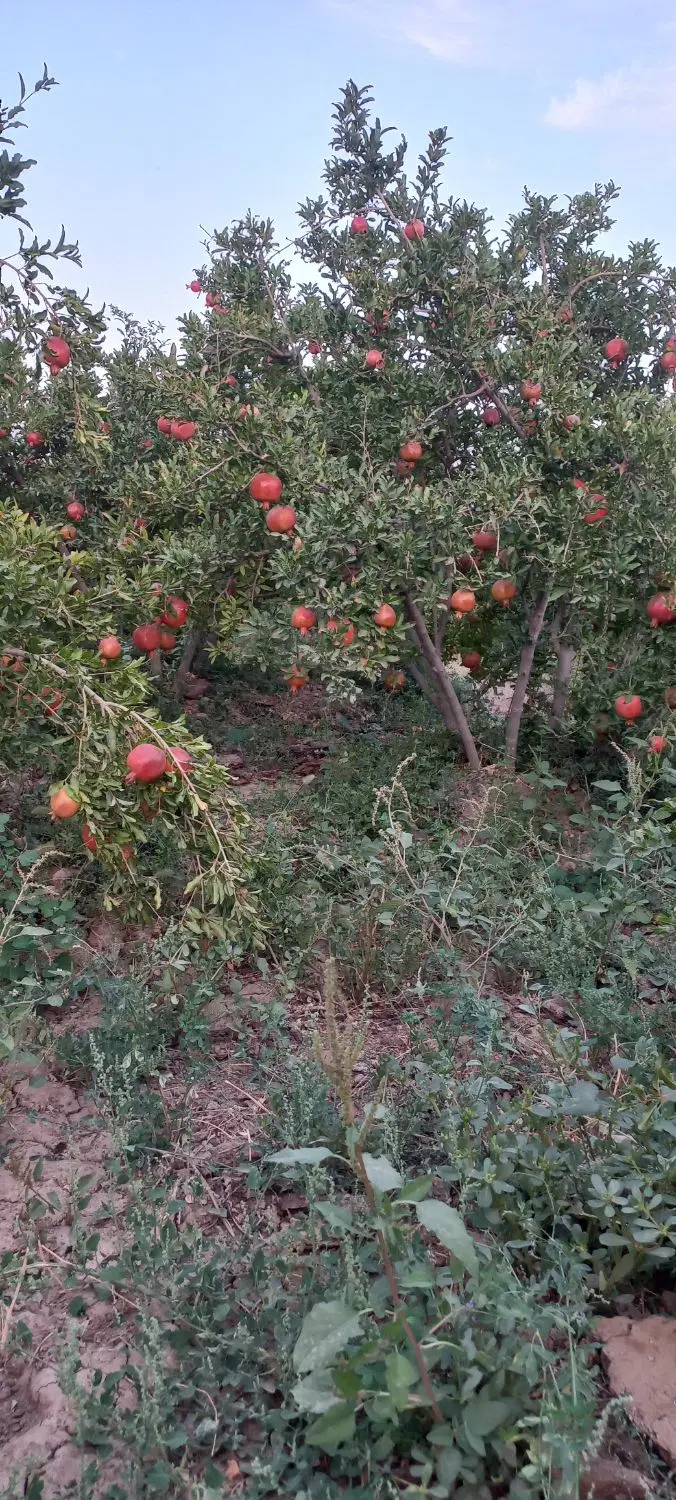 باغ انار